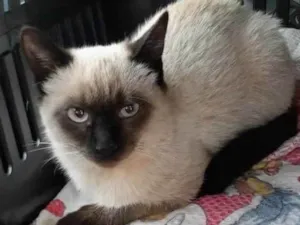 Gato raça Siames idade 2 a 6 meses nome Sem nome