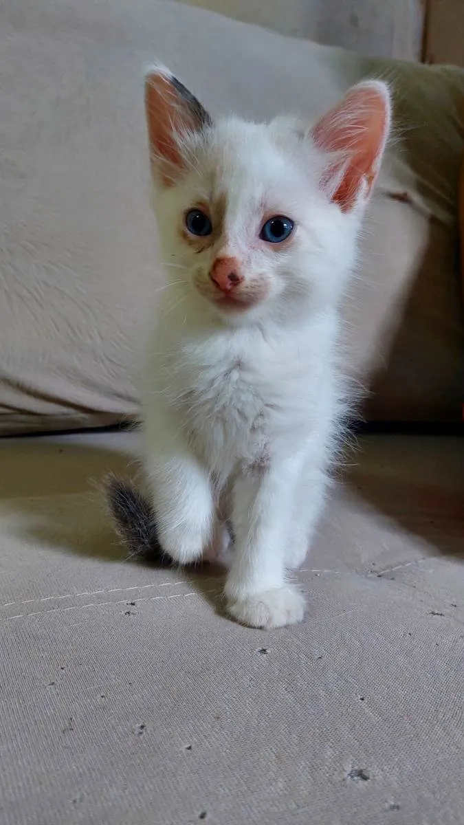 Gato ra a Sem raça definida idade Abaixo de 2 meses nome Sem nome