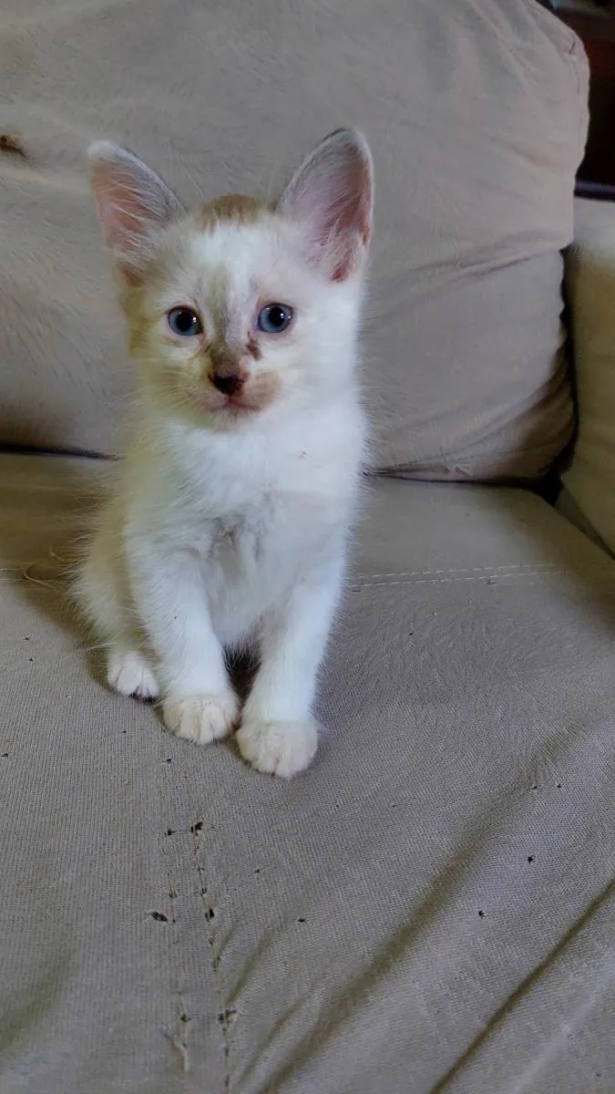 Gato ra a Sem raça definida idade Abaixo de 2 meses nome Gatinha