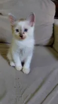 Gatinha