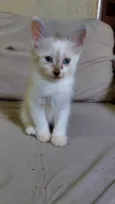 Gatinha