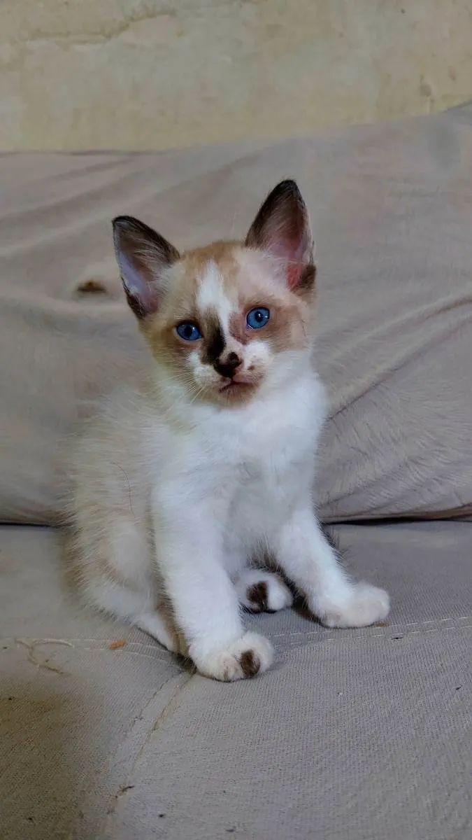 Gato ra a Sem raça definida idade Abaixo de 2 meses nome Mimo