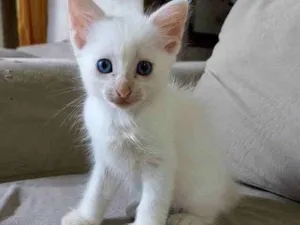 Gato raça Sem raça definida idade Abaixo de 2 meses nome Jimmy