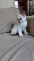 Pimpinha