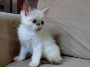 Gato raça Sem raça definida idade Abaixo de 2 meses nome Pimpinha