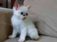 Pimpinha