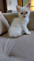 Pimpinha