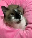 MILK SHAKE