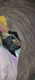 Acácia