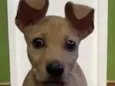 Loo