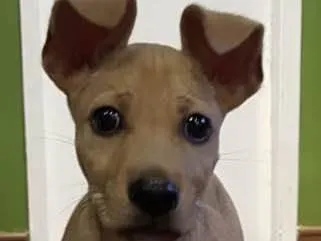 Cachorro ra a Srd idade 2 a 6 meses nome Loo