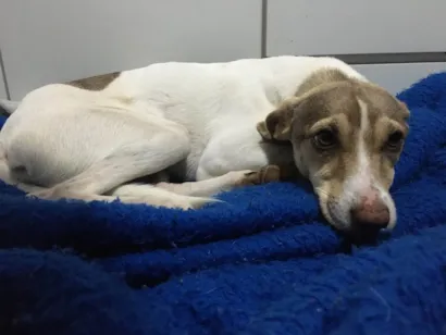 Cachorro raça Vira lata idade 7 a 11 meses nome não possui nome.