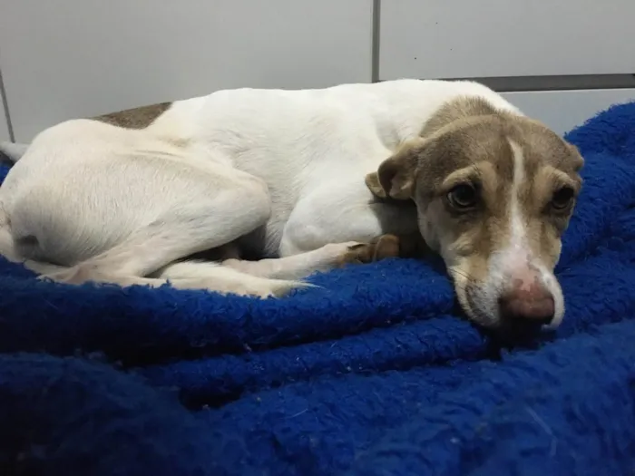 Cachorro ra a Vira lata idade 7 a 11 meses nome não possui nome.