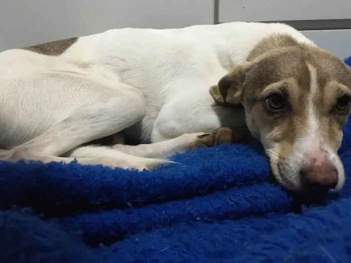 Cachorro ra a Vira lata idade 7 a 11 meses nome não possui nome.