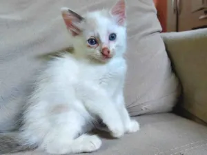 Gato raça Sem raça definida idade Abaixo de 2 meses nome Sem nome