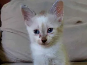 Gato raça Sem raça definida idade Abaixo de 2 meses nome Gatinha