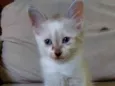 Gatinha