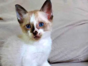 Gato raça Sem raça definida idade Abaixo de 2 meses nome Mimo