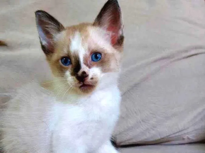 Gato ra a Sem raça definida idade Abaixo de 2 meses nome Mimo
