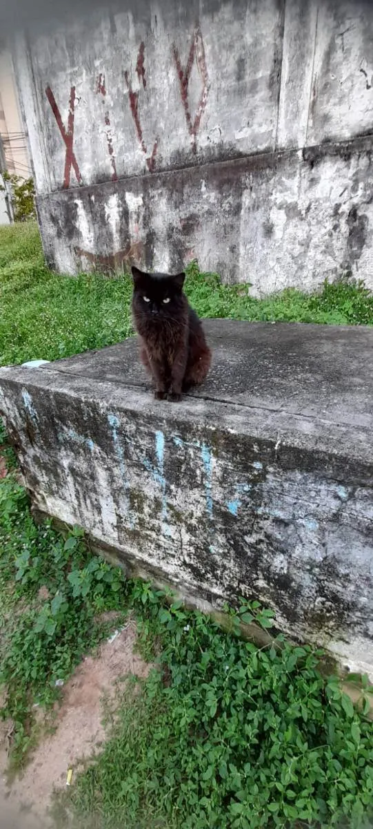 Gato raça Srd idade 5 anos nome Rafael