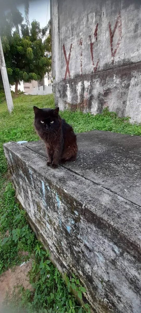 Gato raça Srd idade 5 anos nome Rafael