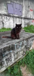 Rafael