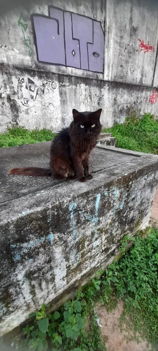 Gato raça Srd idade 5 anos nome Rafael