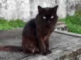 Rafael