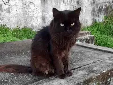 Gato raça Srd idade 5 anos nome Rafael