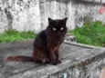 Rafael