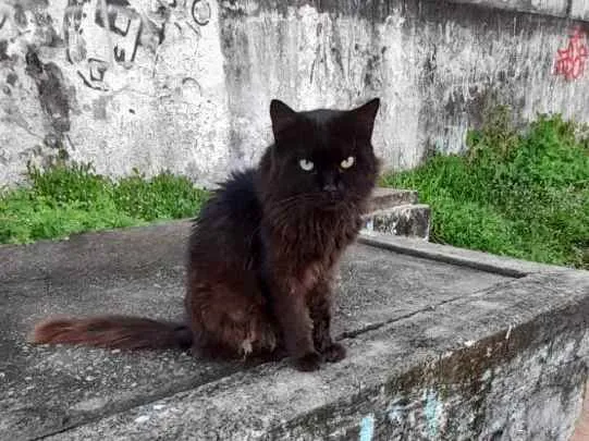 Gato raça Srd idade 5 anos nome Rafael