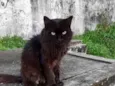 Rafael