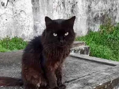 Gato raça Srd idade 5 anos nome Rafael