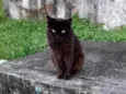 Rafael