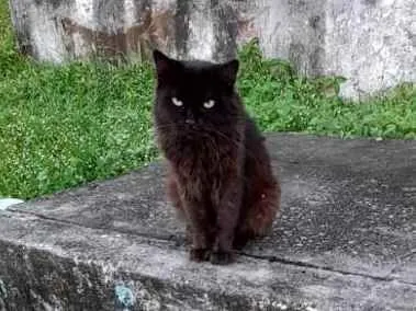 Gato raça Srd idade 5 anos nome Rafael