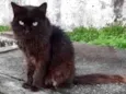 Rafael