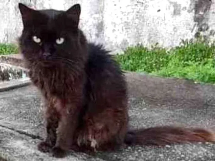 Gato raça Srd idade 5 anos nome Rafael