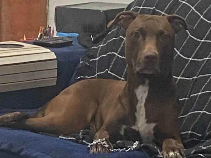 Cachorro ra a Pitbull idade 4 anos nome Maya