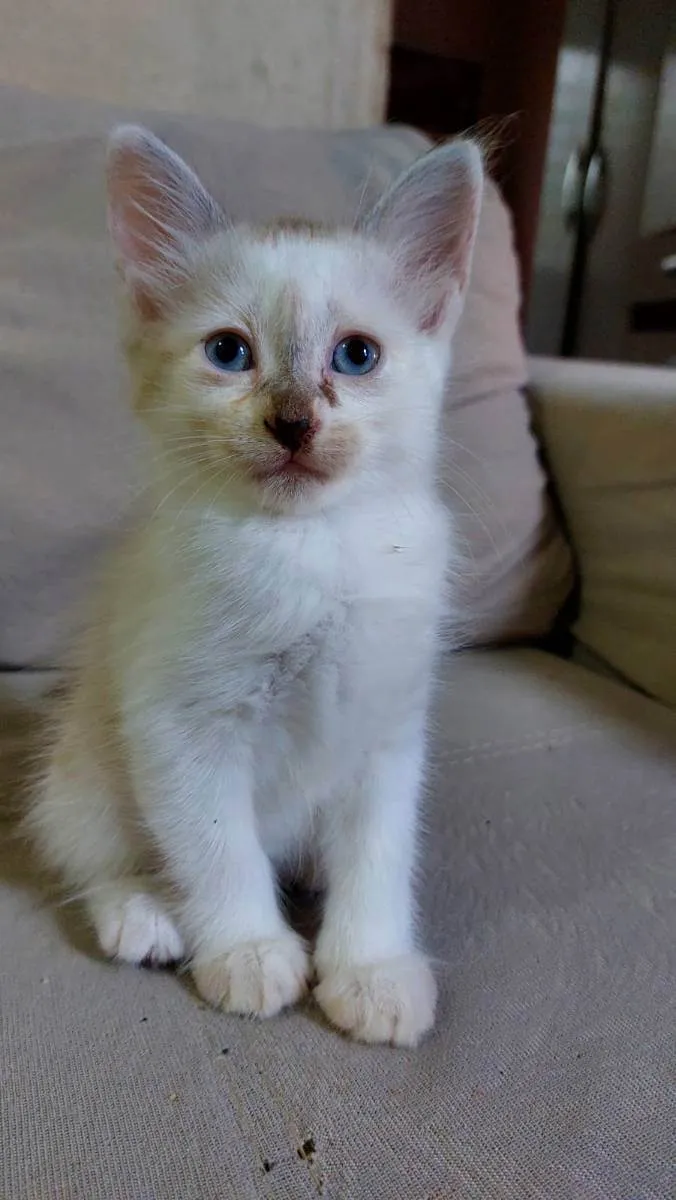 Gato ra a  idade 2 a 6 meses nome jujuba