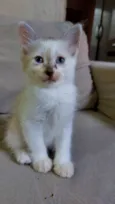 jujuba