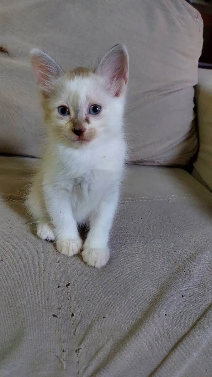 Gato ra a  idade 2 a 6 meses nome jujuba