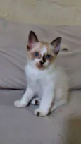 pimpinho