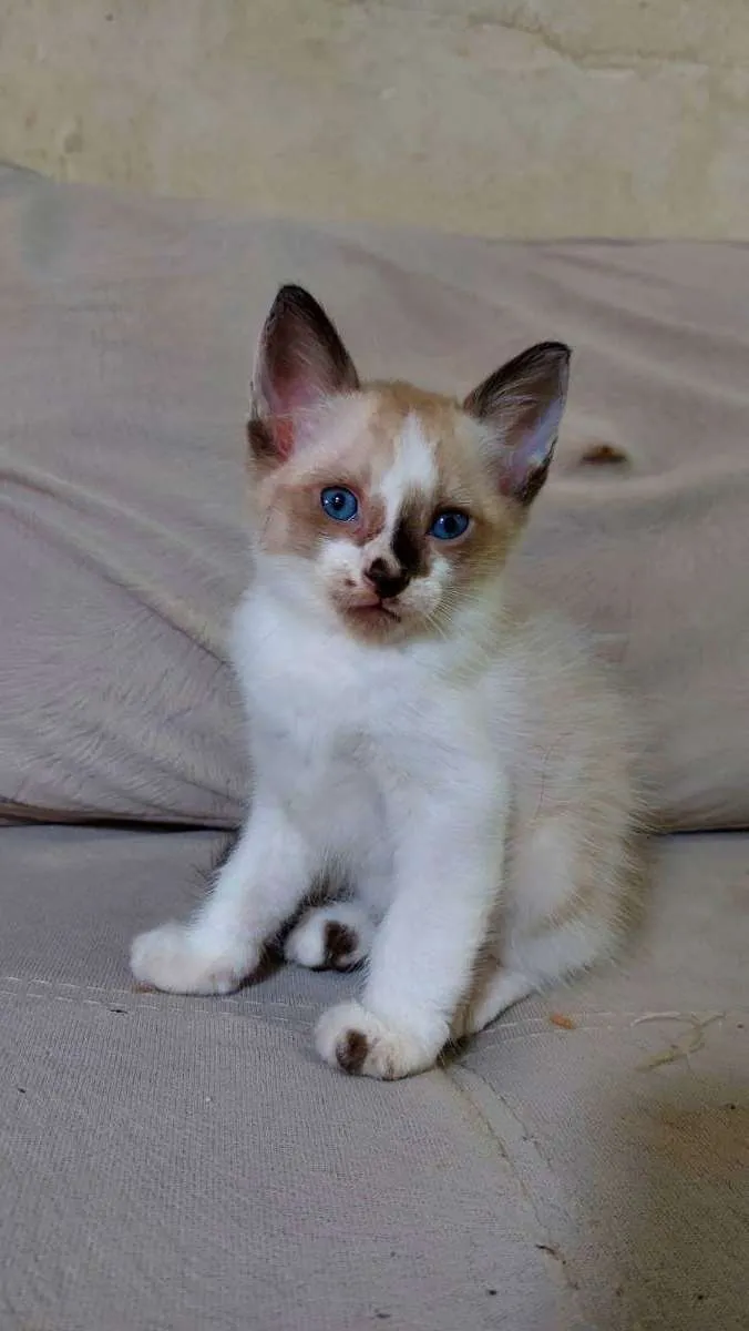 Gato ra a  idade Abaixo de 2 meses nome pimpinho