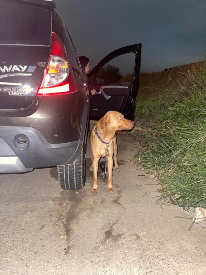 Cachorro ra a Vira lata idade 1 ano nome Não sei