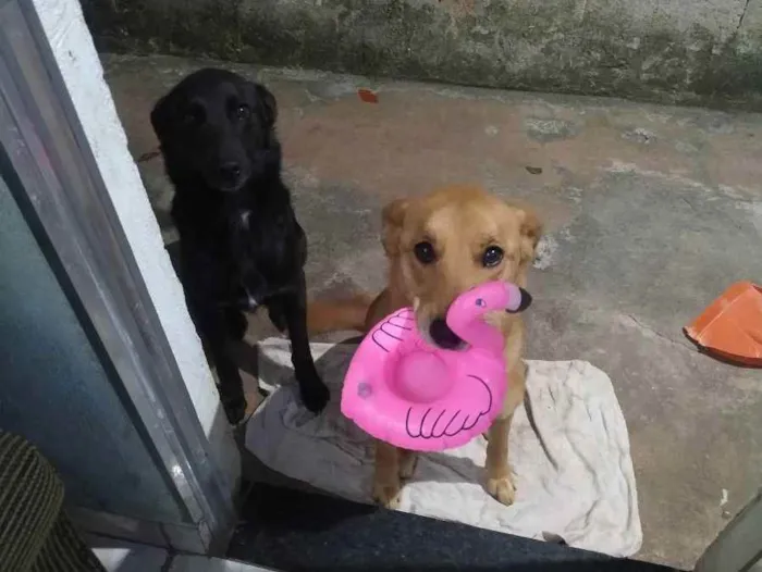 Cachorro ra a Sem raça definida  idade 3 anos nome Bonnie e Shadow 