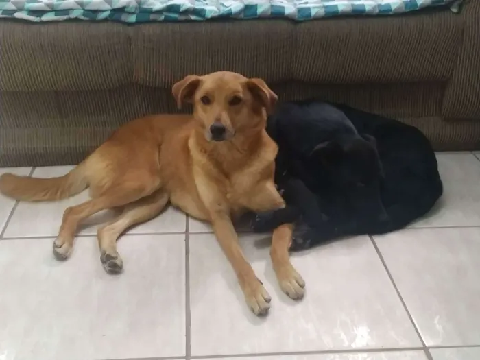 Cachorro ra a Sem raça definida  idade 3 anos nome Bonnie e Shadow 