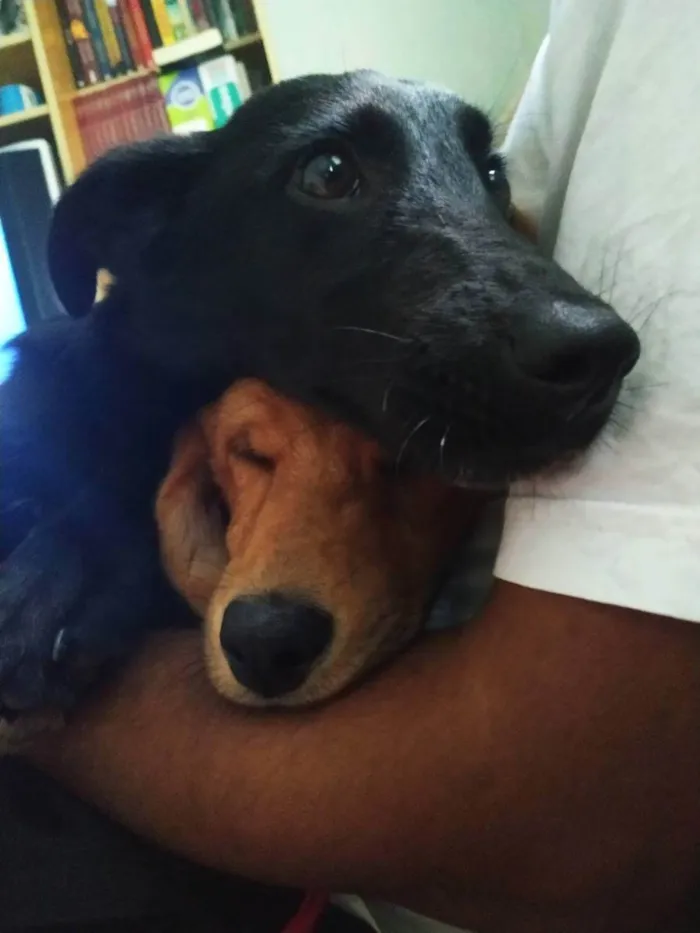 Cachorro ra a Sem raça definida  idade 3 anos nome Bonnie e Shadow 