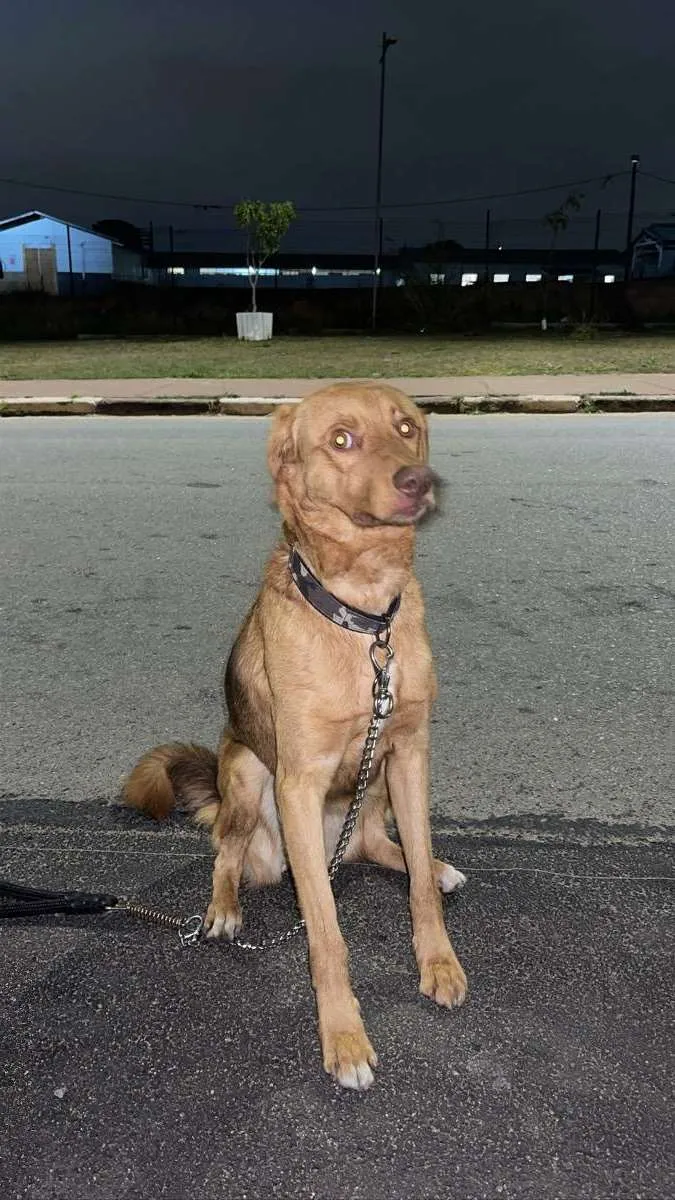 Cachorro ra a Vira lata idade 1 ano nome Não sei