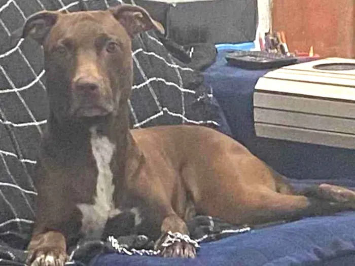 Cachorro ra a Pitbull idade 4 anos nome Maya
