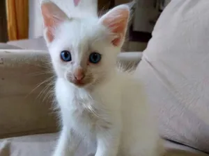 Gato raça  idade Abaixo de 2 meses nome Jimmy